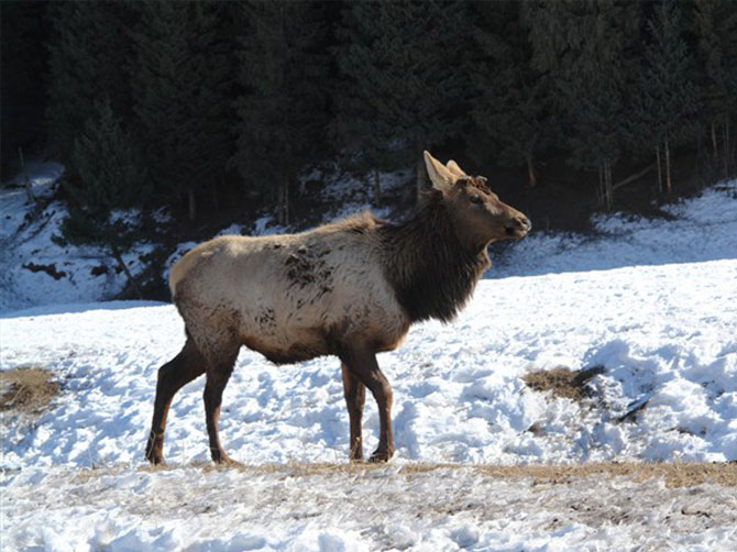 新疆昌吉盛華商貿(mào)冬天鹿場實景